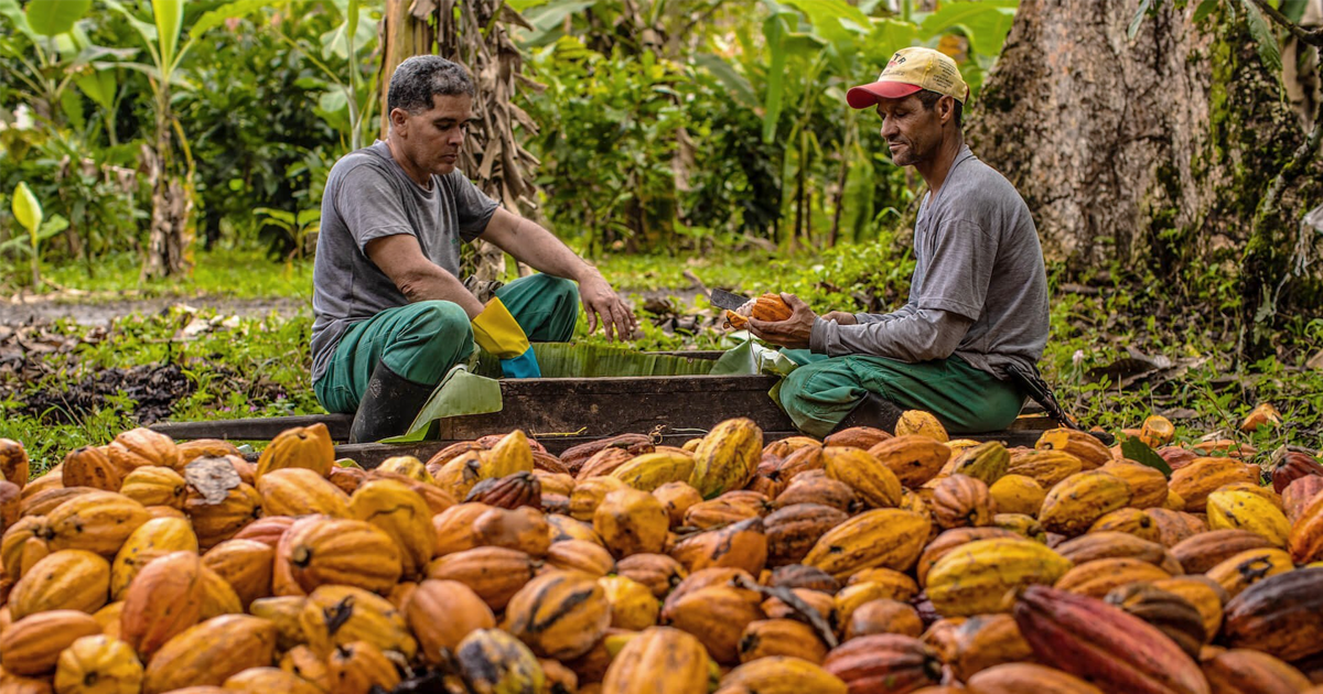 Coopcacau realiza 3º Encontro Estadual dos Produtores de Cacau em AL