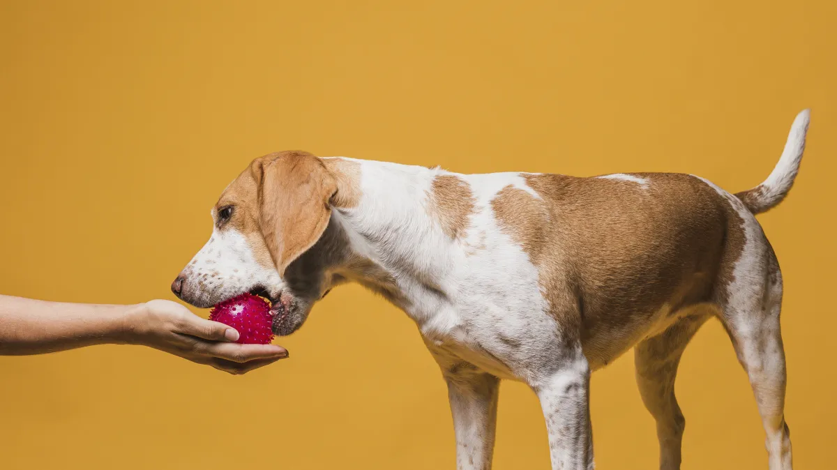 Estudo revela que donos de cães podem ter dificuldade em identificar sinais de dor nos animais