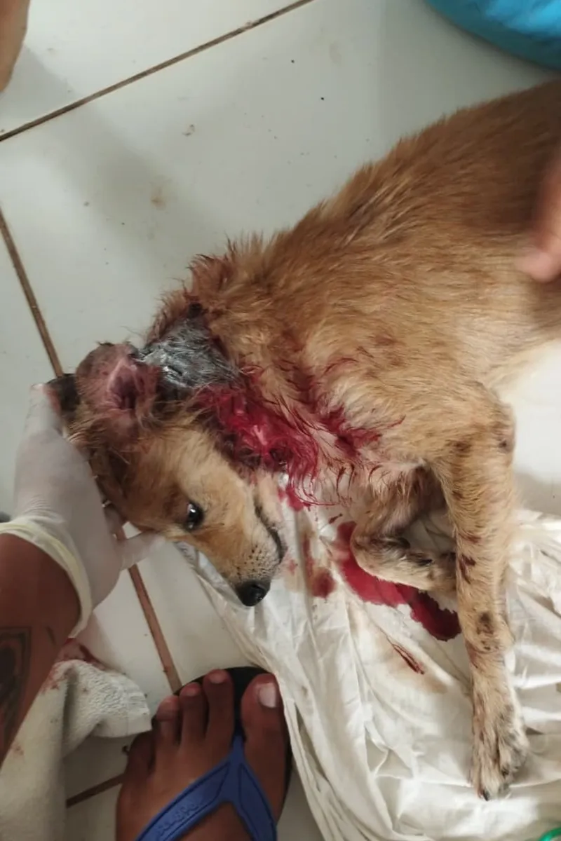Cãozinho é brutalmente atacado por cães de rua; tutora pede ajuda para custear tratamento