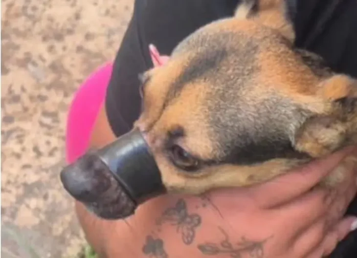 Tutora é presa após amarrar focinho de cachorro para não latir em Maceió