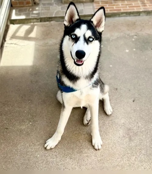 Fogos com estampido assustam husky e morte de cão comove Maceió