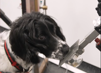 Cientistas treinam cães para identificar câncer pelo faro