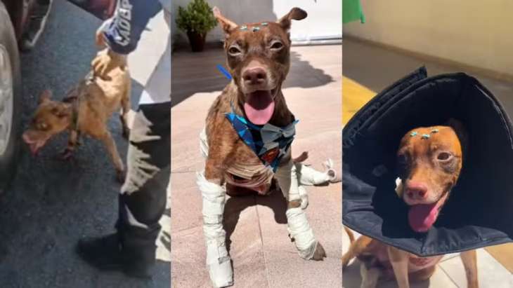 Cachorro arrastado por carro recebe alta e ganha lar temporário