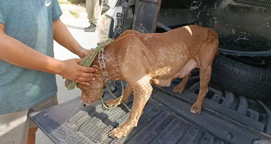 Homem é detido por maus-tratos a pit bull desnutrida e filhotes em Maceió
