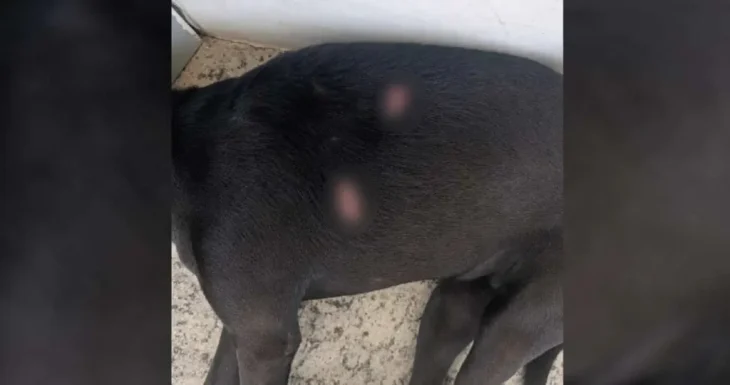 Cadela mascote da Uneal é ferida a golpes de faca em União dos Palmares