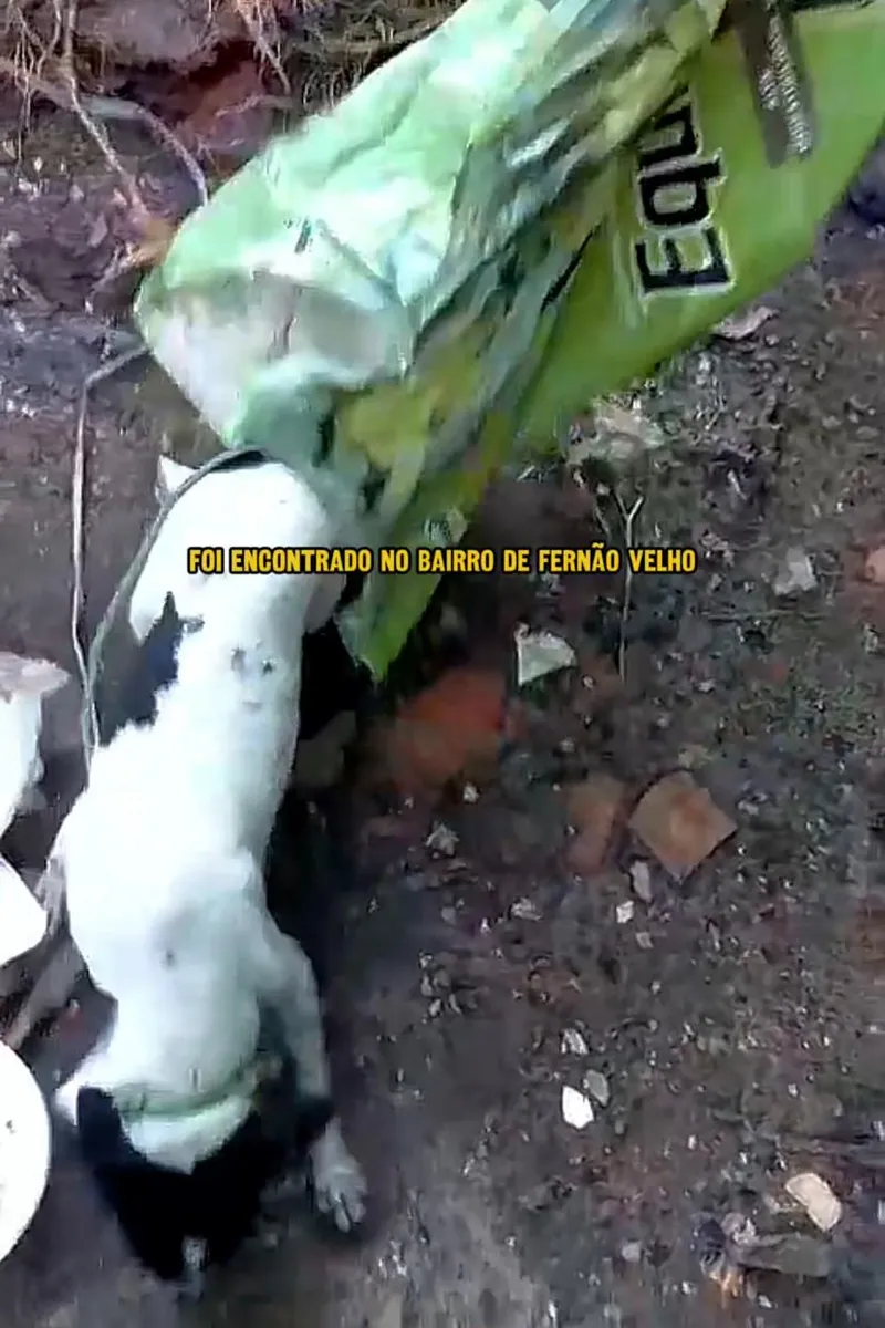 Gari ouve latido dentro de saco de lixo e resgata cadelinha vítima de maus-tratos