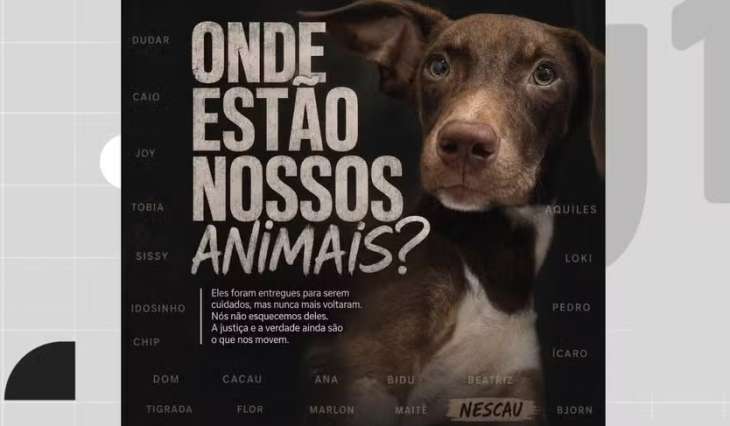 22 cães desaparecem após serem levados para abrigo em Pernambuco