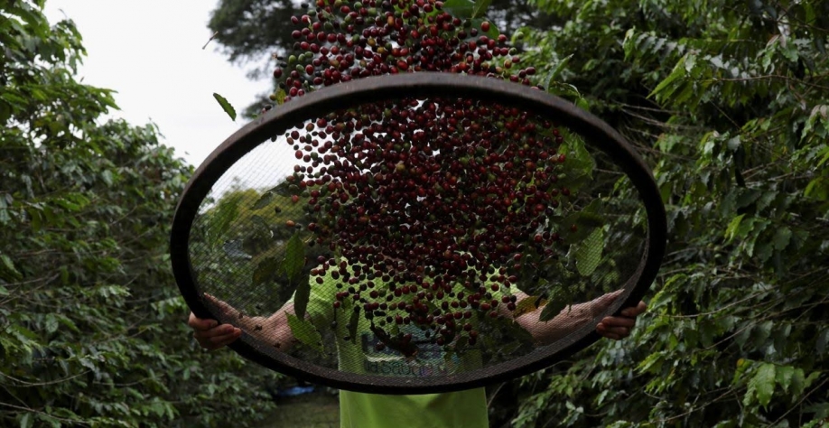 Exportação de café do Brasil registra 1ª alta mensal desde 2024