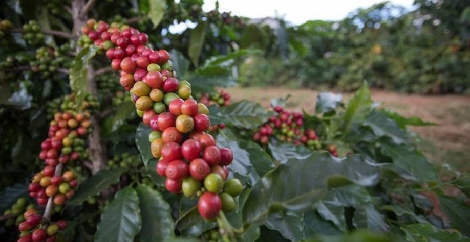 Preço do café sobe com atraso na colheita brasileira