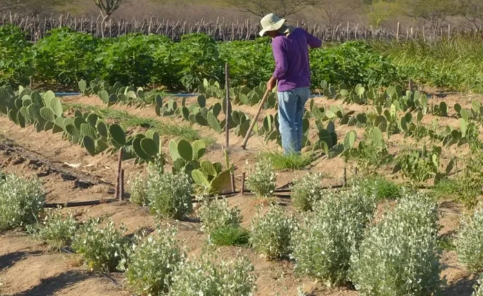 Previdência rural: apoio essencial ao agro garante sustento de milhões e movimenta economia no campo