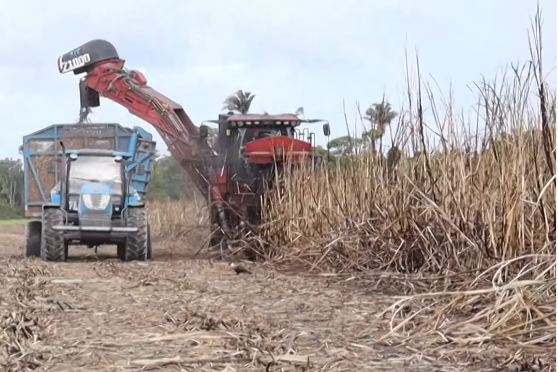 AL Rural viraliza nas redes com reportagem sobre colheita de cana