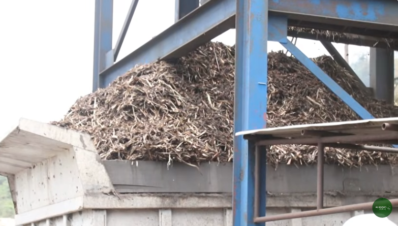 Produção de cana sofre redução devido à forte estiagem em AL