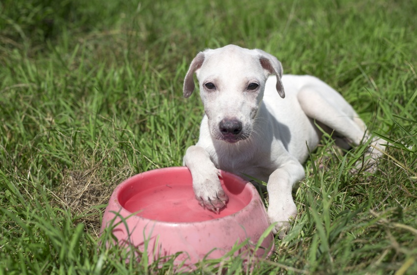 Confira dicas de cuidados com pets durante o verão