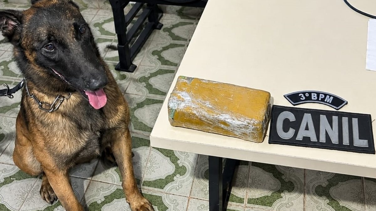 PM apreende meio quilo de maconha em casa abandonada em Arapiraca
