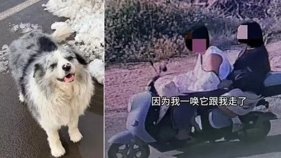 Cão com 1,5MI de seguidores é sequestrado e abatido em restaurante na China
