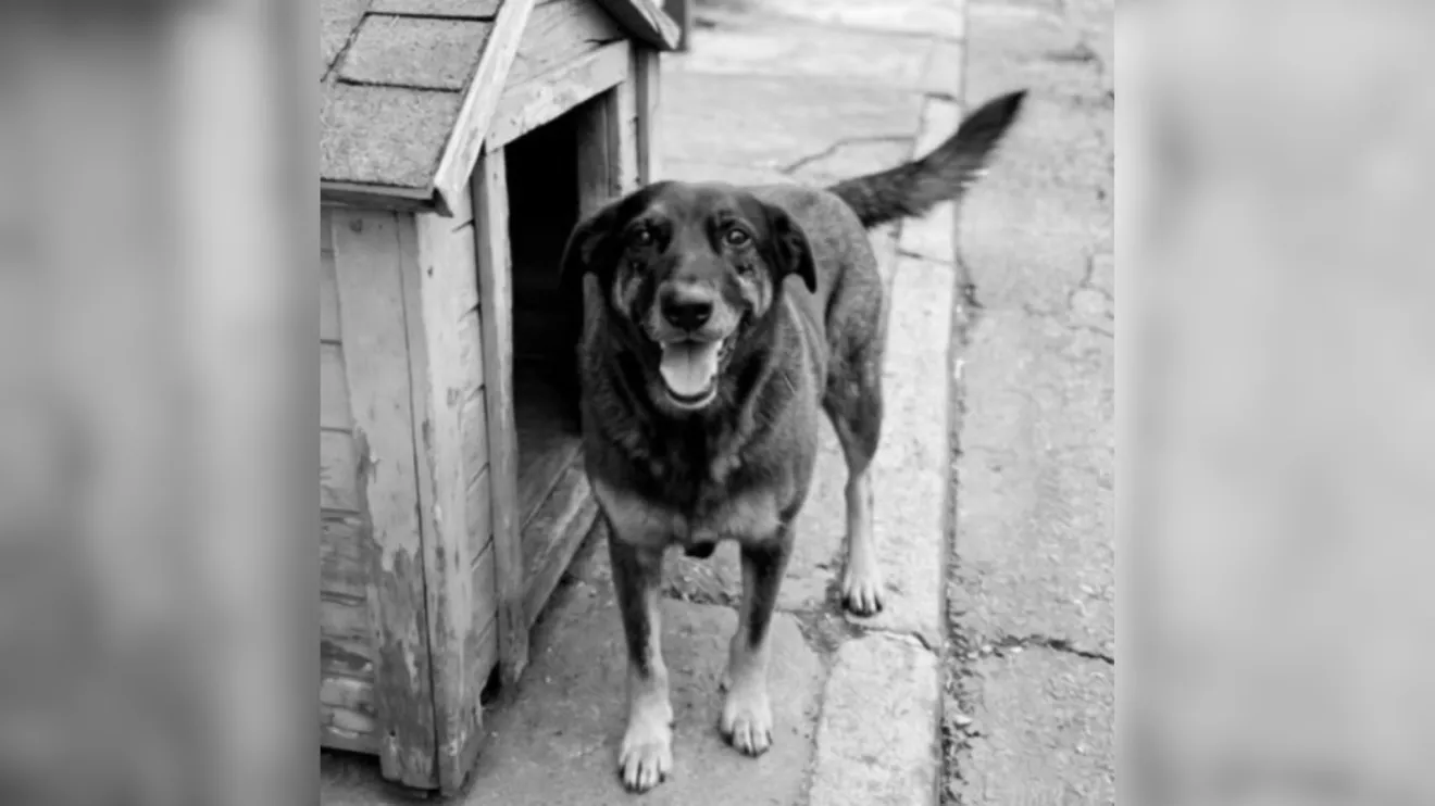 Cão Orelha: por que caso é sigiloso e o que pode ocorrer