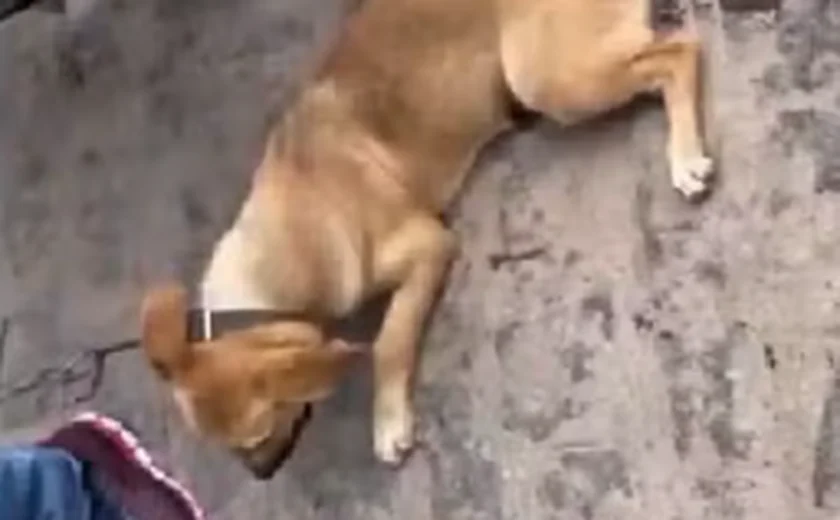 Vídeo: Homem é flagrado por populares arrastando cachorro amarrado a moto em Arapiraca