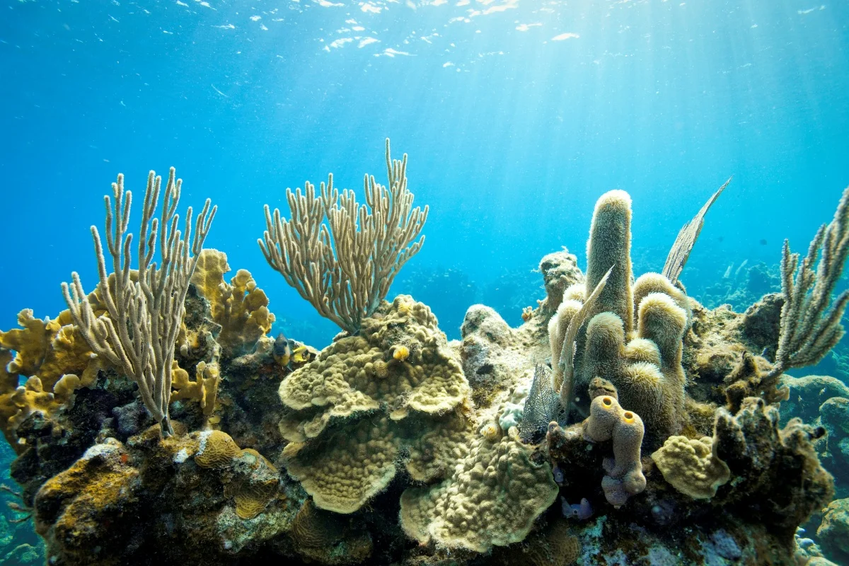 Corais demonstram que El Niño está mais frequente e intenso em estudo