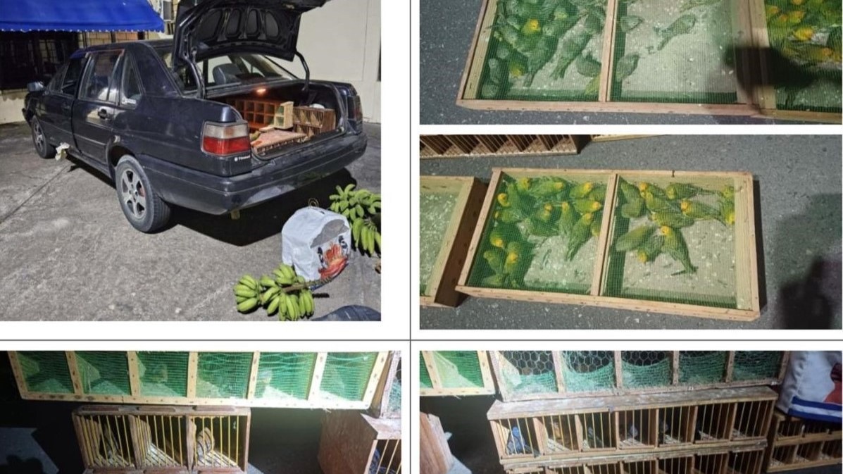 Com ajuda do MPAL, maior traficante de aves silvestres do país é preso