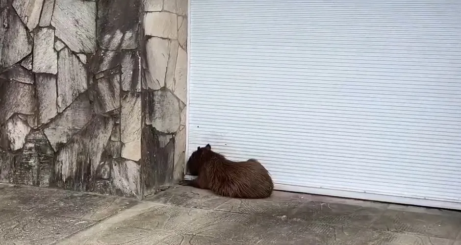 Capivara ferida é capturada após horas circulando pelo bairro do Pinheiro