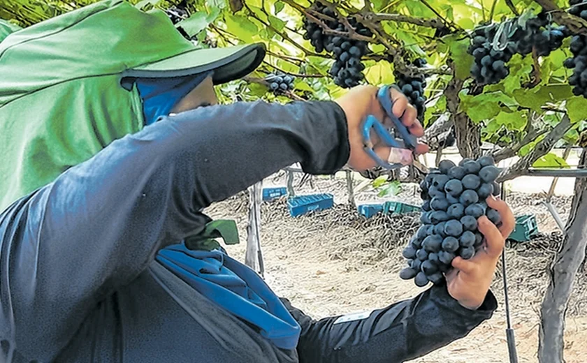 Fazenda no Sertão alagoano aposta em turismo com colheita de uvas