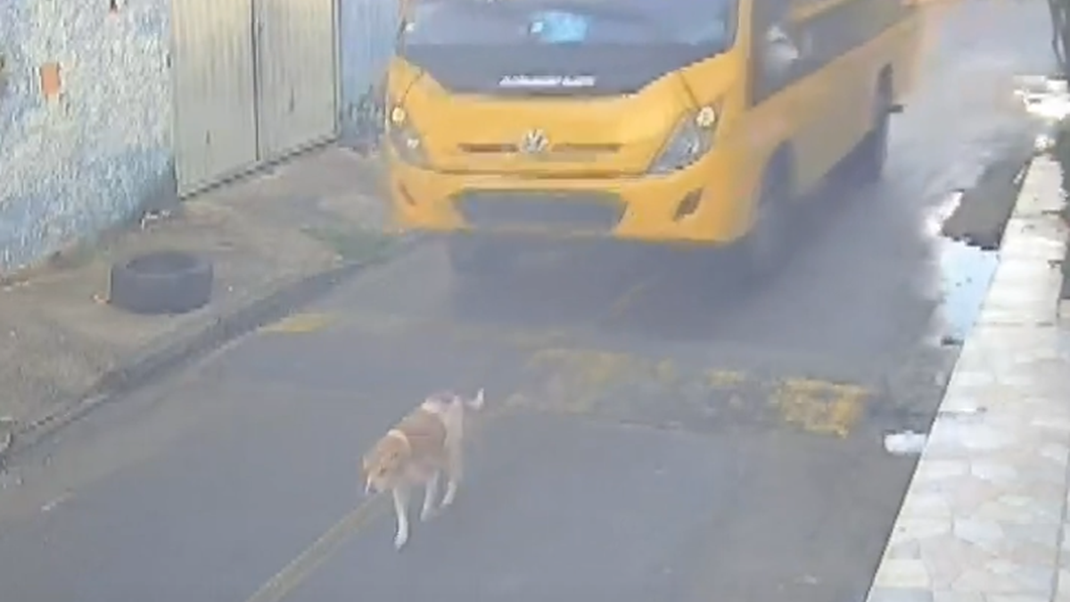 Cão é atropelado por ônibus escolar em Marechal Deodoro