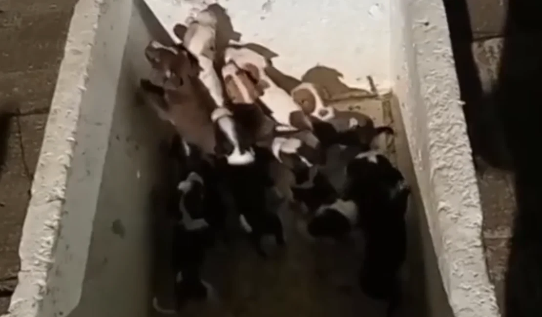 Dez filhotes de cachorro são abandonados no Pinheiro, em Maceió; suspeito foi detido