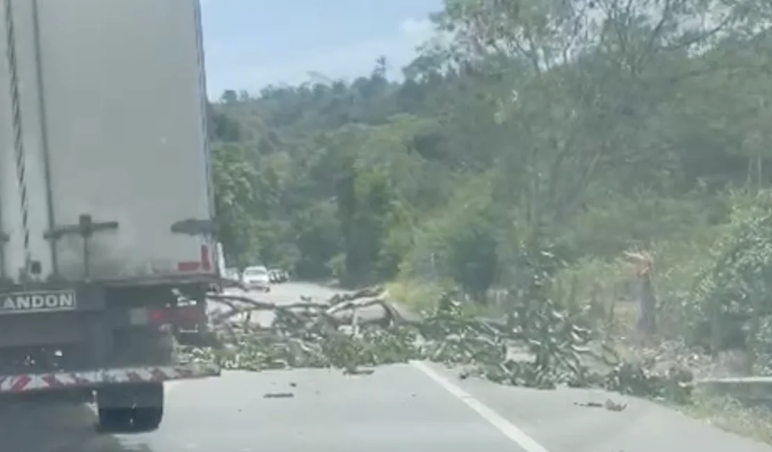 Árvore cai e bloqueia parcialmente rodovia na zona rural de Satuba