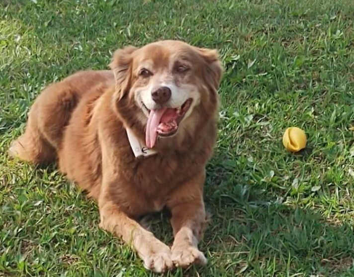 Sepultamento de cães e gatos em jazigos familiares é aprovado em São Paulo