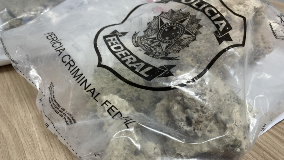 PF intercepta transporte ilegal de corais no aeroporto de Maceió