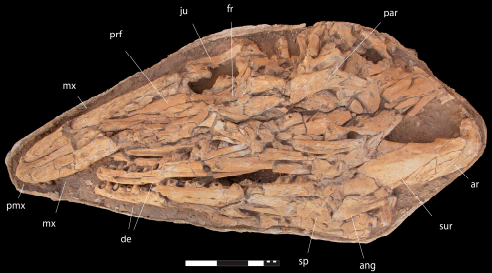 Cientistas identificam ''Tiranossauro dos oceanos''