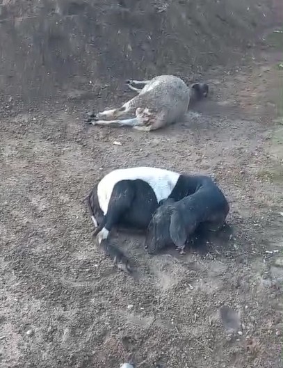 Câmera registra fuga de suposto chupa-cabra após mortes de animais em Craíbas