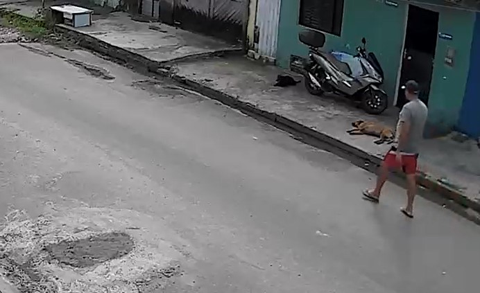 Polícia investiga suspeita de envenenamento de cães no Tabuleiro em Maceió