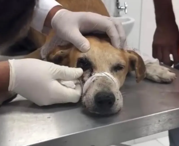 Cachorro baleado no olho: suspeito se apresenta e nega disparo