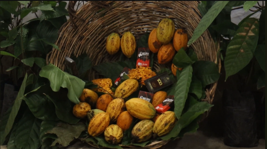 Consórcio de cacau com bananeira em Alagoas impulsiona produção sustentável