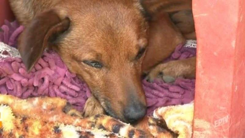 Vídeo: cachorro percorre 12 km para se despedir de dono em velório em Minas Gerais