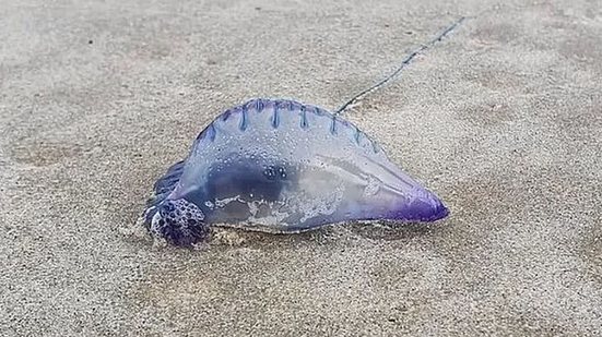 Adolescente sofre queimaduras após contato com caravela na praia da Jatiúca