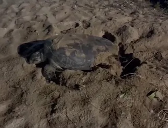 Praia de desova de tartarugas terá regras duras no Carnaval