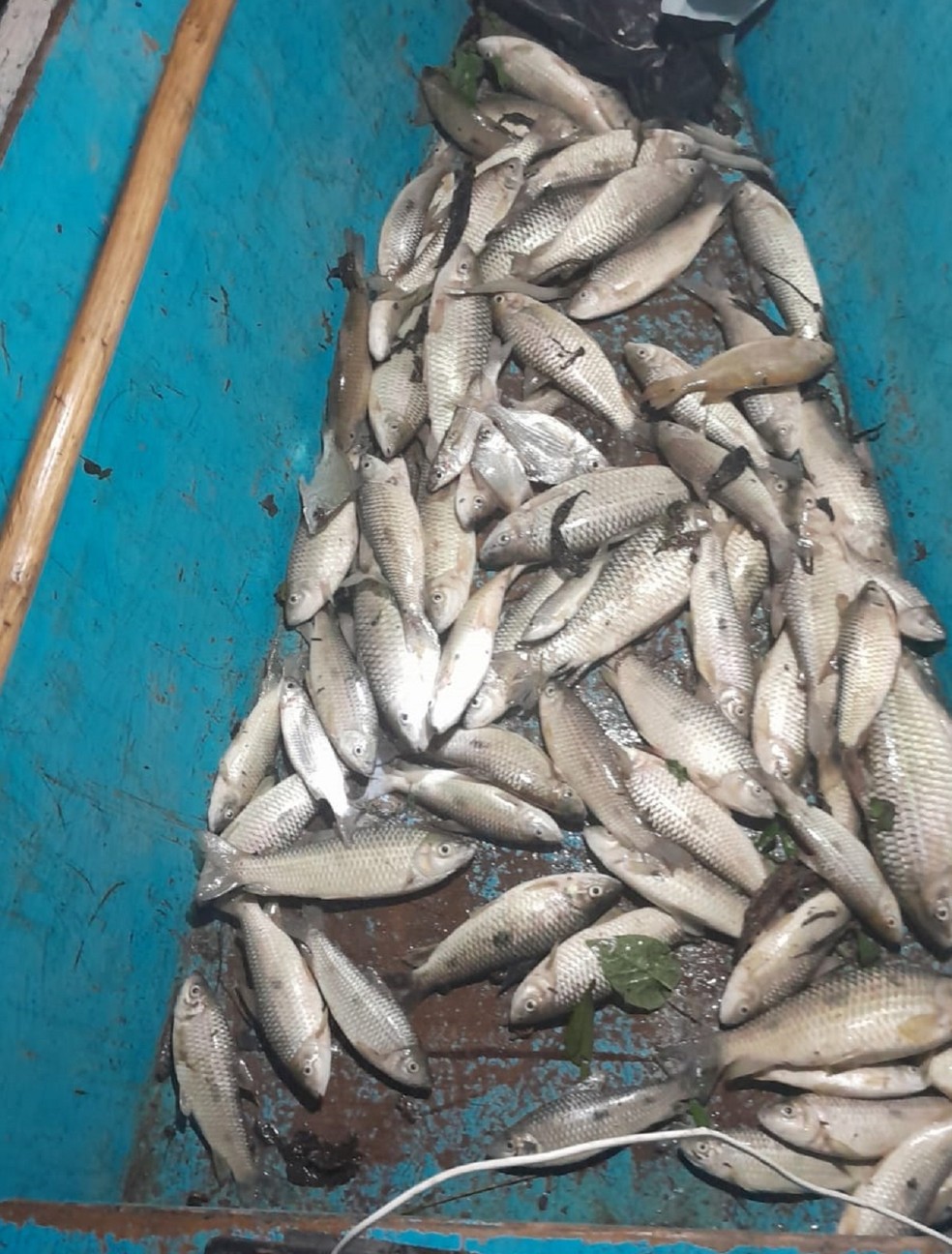 Mortandade de peixes acende alerta ambiental na Lagoa Jequiá