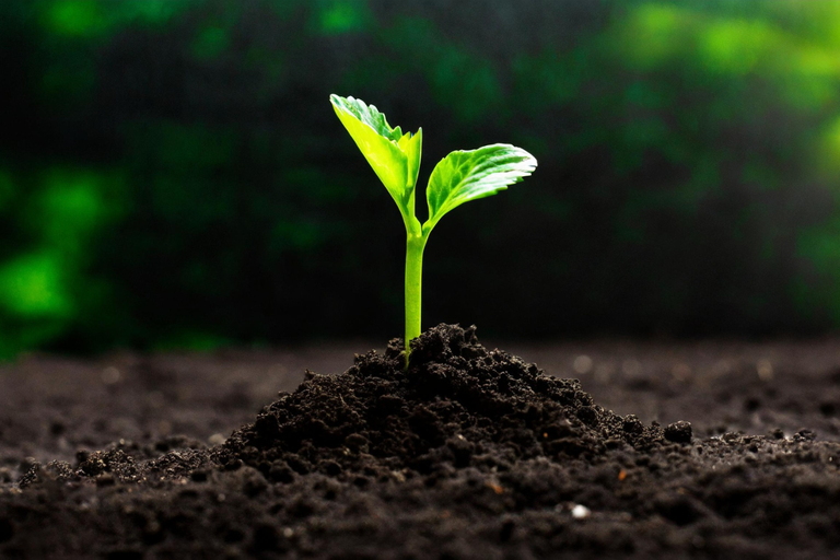 Mapa cria canal exclusivo para alertas sobre pragas