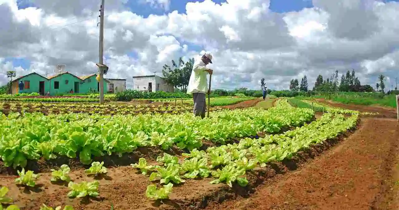 União dos Palmares abre edital de R$ 207 mil para agricultura familiar