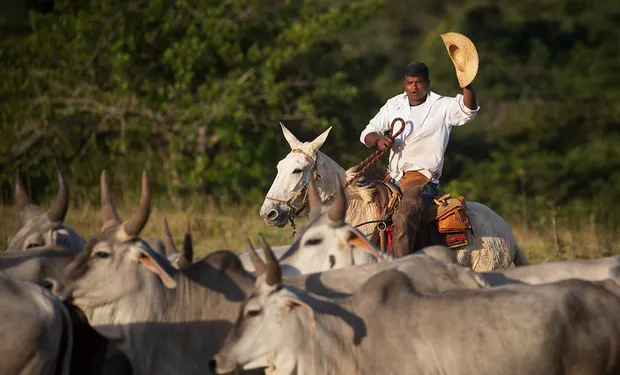 Chapéu ou capacete? Governo esclarece regras de segurança no trabalho rural