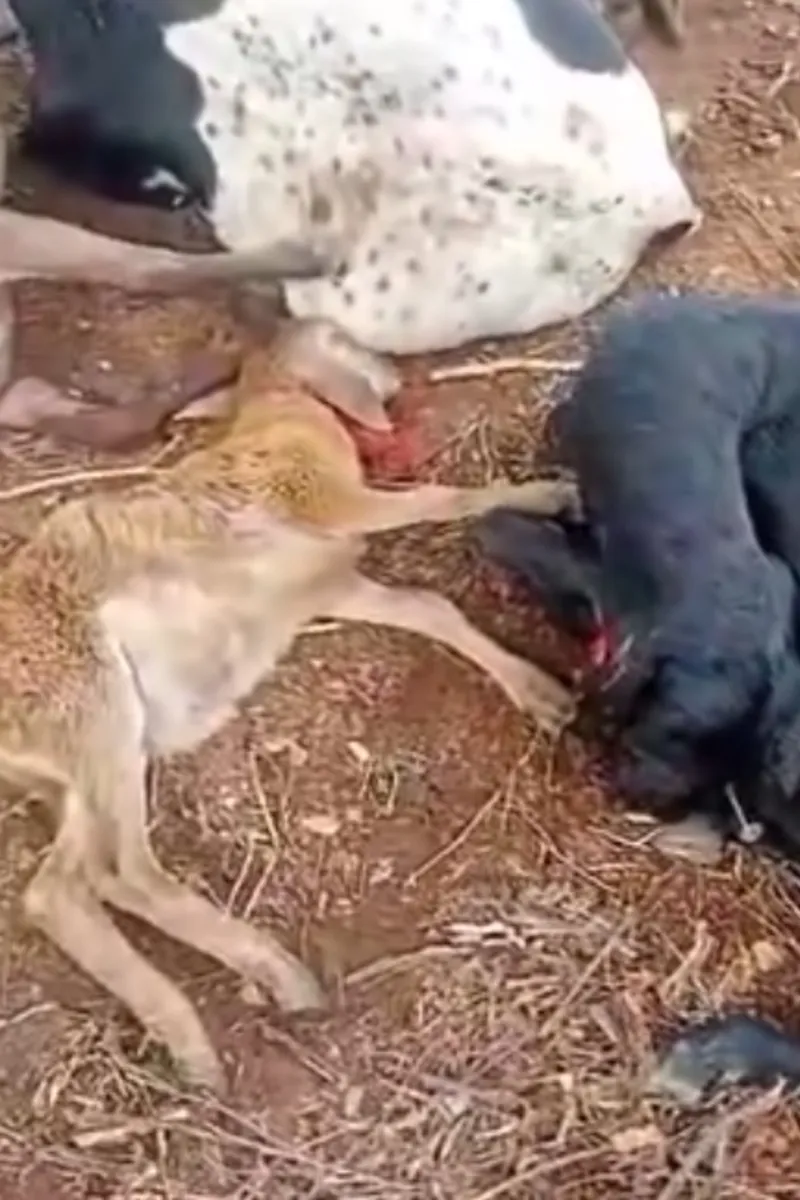 'Chupa-cabra' e o rastro de sangue que tira o sono do produtor em Igaci