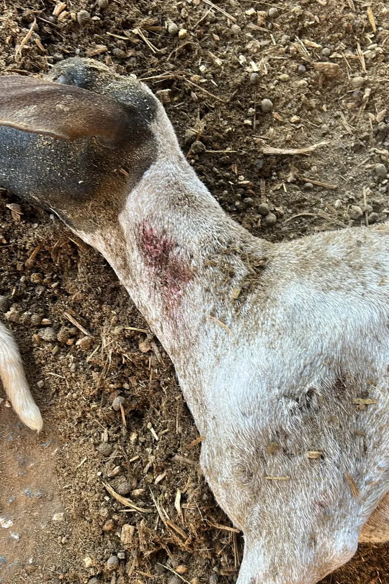 'Chupa-cabra' volta a atacar rebanho no Agreste de Alagoas