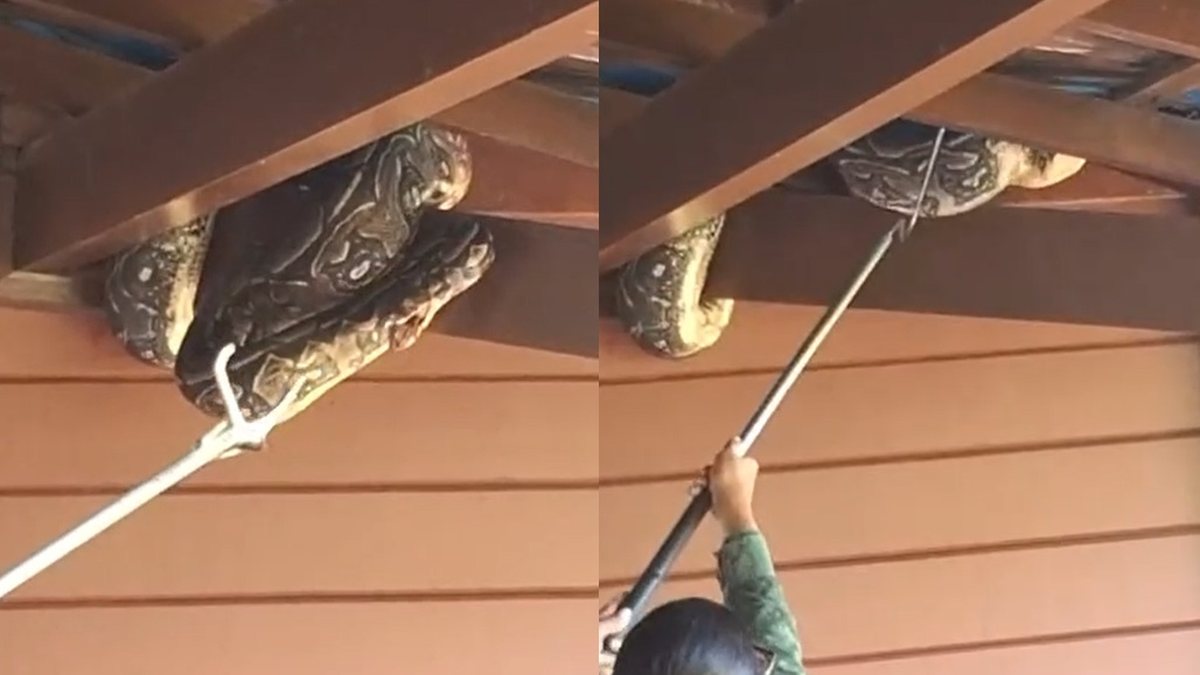 Jiboia é capturada após aparecer em telhado de casa na Santa Amélia