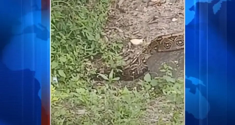 Jiboia de aproximadamente 4 metros intriga frequentadores do Bosque das Arapiracas