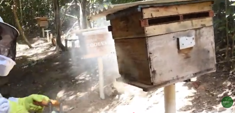 Trabalho de campo acompanha manejo de colmeias e extração do mel em AL