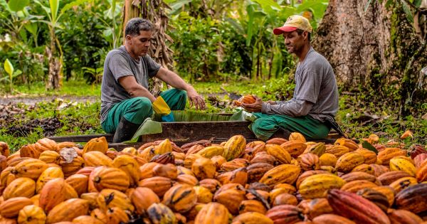 Coopcacau promove III Encontro Estadual dos Produtores de Cacau em Matriz de Camaragibe