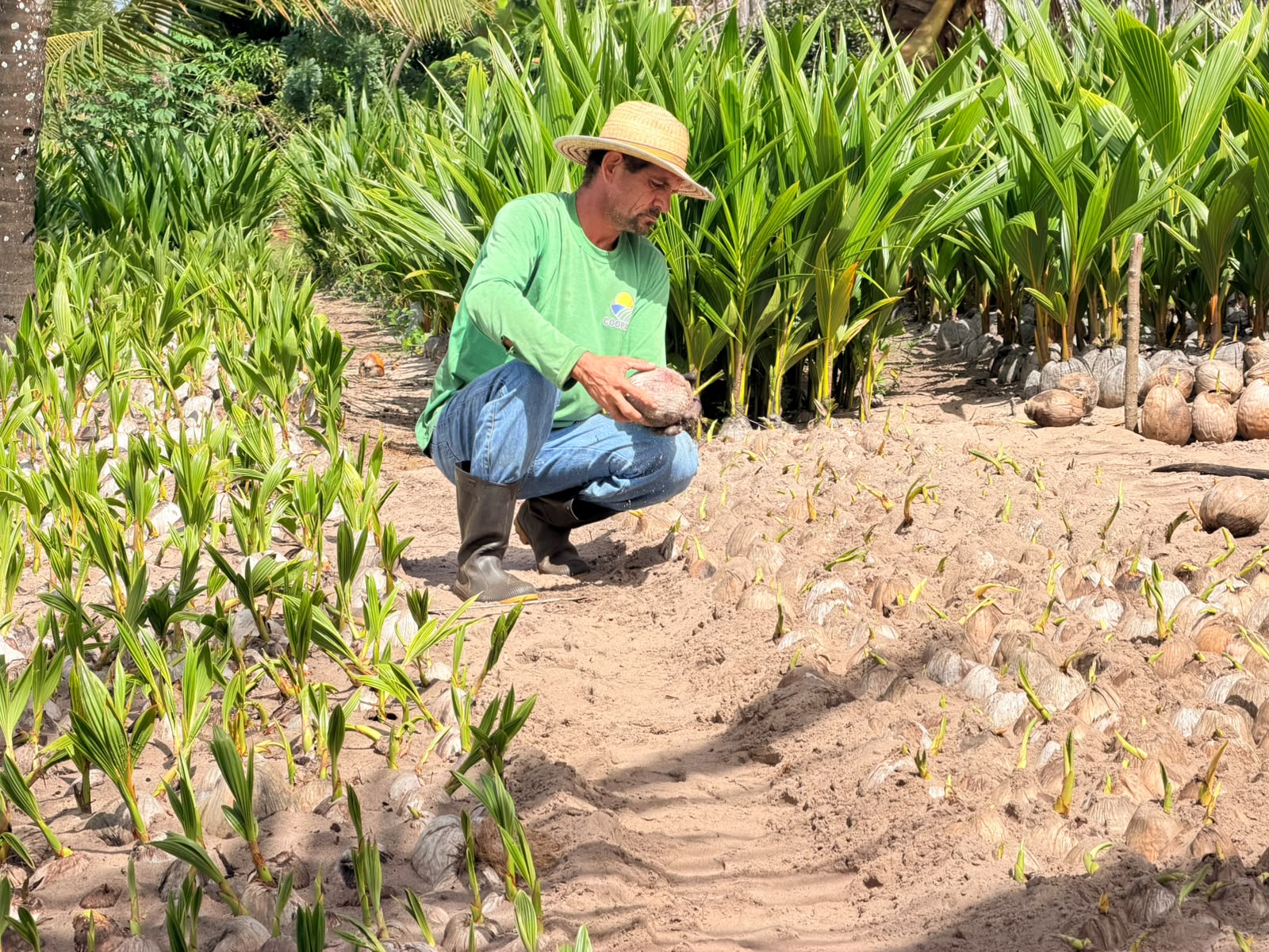 Coopaiba promove Dia do Campo com foco em inovação e agricultura familiar