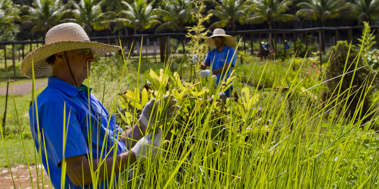 Cooperativismo brasileiro se mobiliza para apresentar ações práticas de sustentabilidade durante a COP30